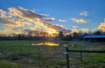 The Little Issues Publication #347 – Life, l...