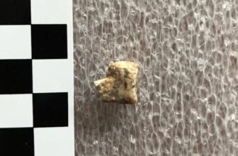 Bronze Age Humans Got High on Psychoactive Betel N...